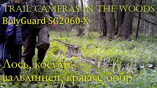 Фотоловушка в пойме лесного ручья BolyGuard SG2060-x