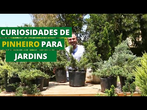 Vídeo: A Utilização De Pinheiros, Abetos, Zimbros Na Paisagem De Jardins - 2