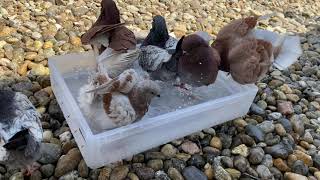 Funny Bathing  Amazing Fancy Pigeon ⁴ᴷ