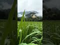 #credittoowner #naturelover