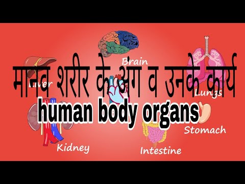 Human body organs in hindi || मानव शरीर के अंग व उनके कार्य || - YouTube