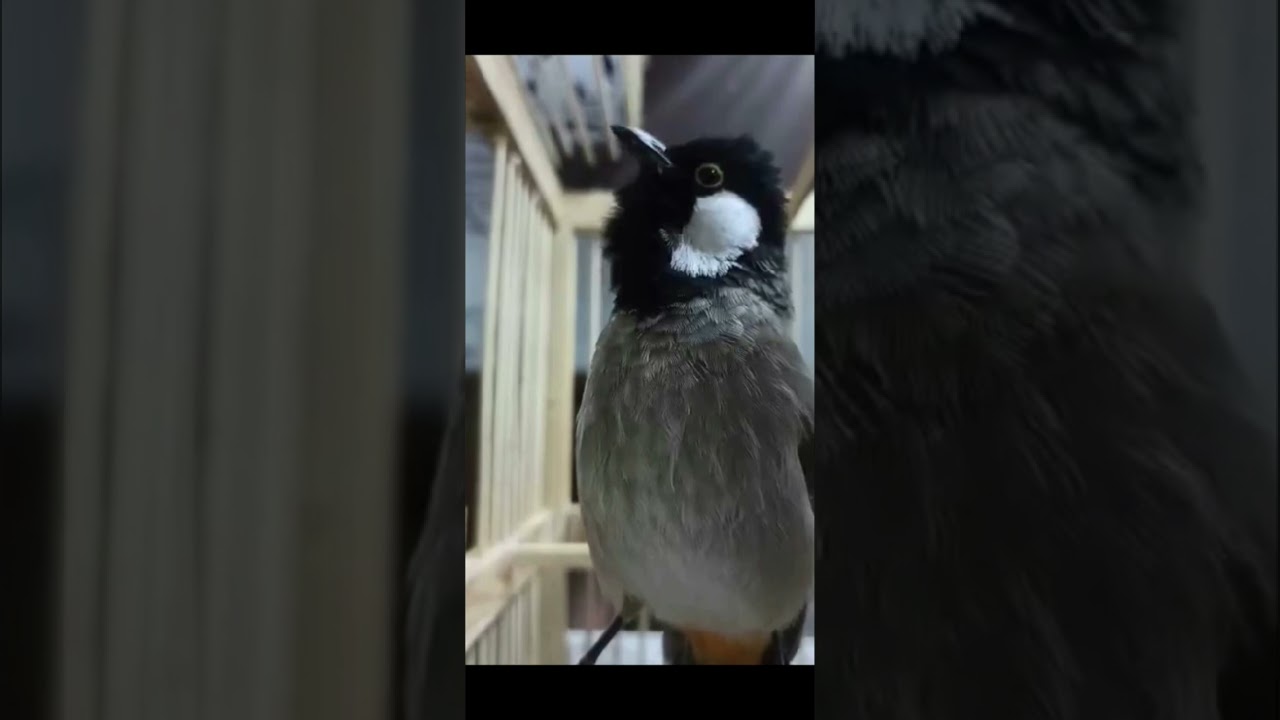 اقوة تغريد بلبل بدراوي جم 🔥🔥👑