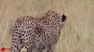 Amazing Baboon save Impala from Cheetah in Africa.