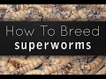 Documentary in breeding Superworm:Dexter's World