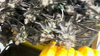 Chop chop. Californiatopcrop check us out on IG