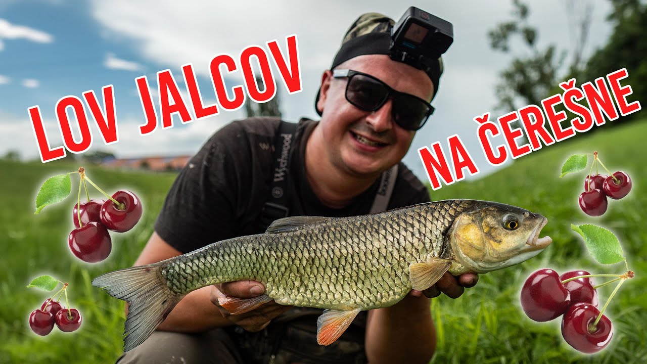 Lov Jalcov na Čerešne 2024 | Ako Chytám Ryby Ja #38
