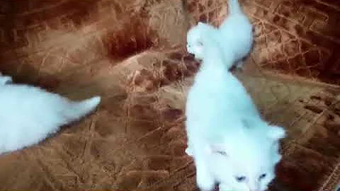 Video 11888291: blue eyes persian cat