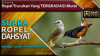 Trucukan Ropel 1 Jam. AJIB. Trucukan GRADASI Murai Batu. Masteran Murai Juara.