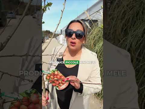 Video Due piante rarissime: sorbo e azzeruolo