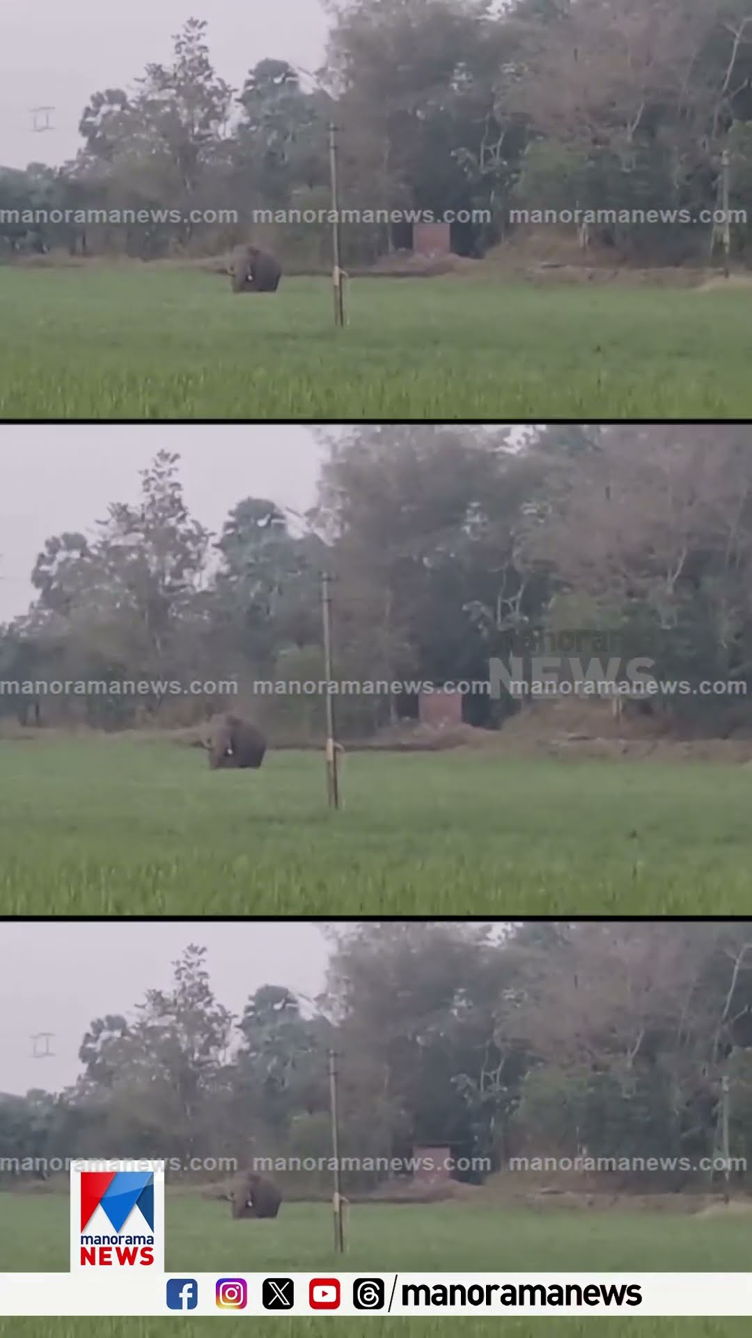 പാലക്കാട് ചുള്ളിമട ജനവാസമേഖലയിലെ കൃഷിയിടത്തിലിറങ്ങി കാട്ടാന |  Elephant Farming