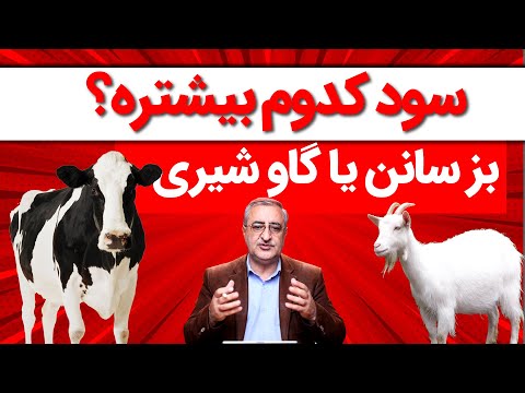 بز سانن شیری یا گاو شیری            
