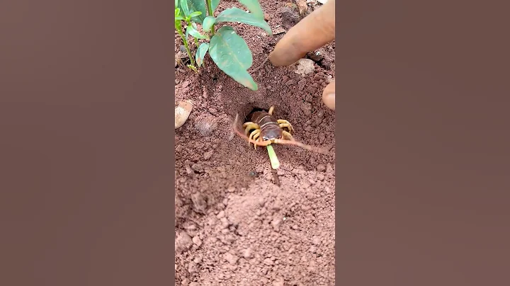 Wild man uses 10,000 bullet ants to catch centipede