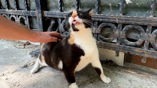 Cat making weird noises when you scratch her back