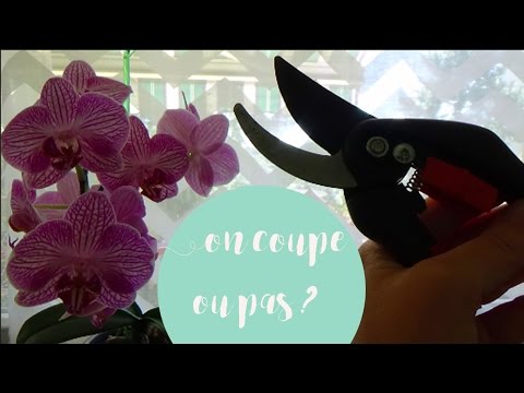 Vidéo: Quand les orchidées cessent de fleurir, que faire ?