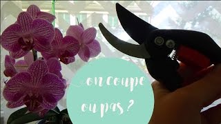 ✿ Faut-il couper les tiges des orchidées après la floraison ? Exemple des phalaenopsis !