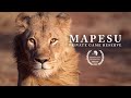 Safari Journals: Mapesu Private Game Reserve