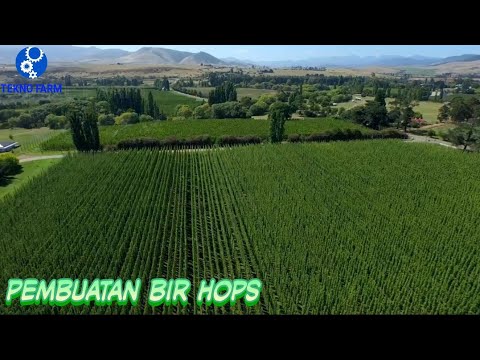 Video: Panen Tanaman Hop - Kapan Dan Cara Memanen Hop Di Kebun