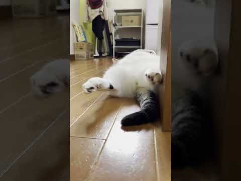 「足、浮いてるよ」言われかねない猫 #shorts