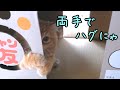 猫のトイレの空き箱が遊び場に変身！【マンチカンの子猫】/An empty cat litter box turns into a playground!