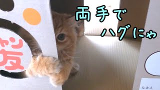 猫のトイレの空き箱が遊び場に変身！【マンチカンの子猫】/An empty cat litter box turns into a playground!