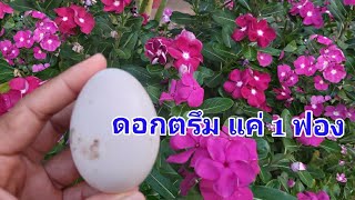 สุดยอด# สูตรเร่งดอกดก ไม่ต้องหมักทันใจ ดอกตรึมจนกิ่งเอน ใช้ได้เลย