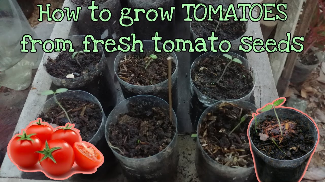 How to grow tomatoes from fresh tomato seeds | Backyard gardening PART