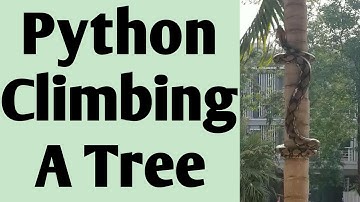Python snake climbing on a coconut tree / #shorts / #globalvideotour