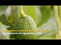 Gremios reaccionan al levantamiento de aranceles de aguacate y café - TvAgro por Juan Gonzalo Angel