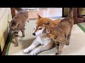 次から次へと甘えにくる猫たちに平等に愛情を注いでくれる柴犬が優しいです