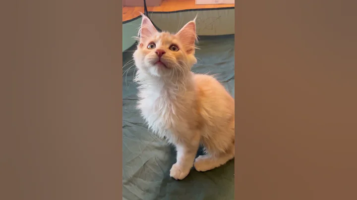 Video 10833311: european maine coon, cream maine coon, color maine coon, male maine coon, purr