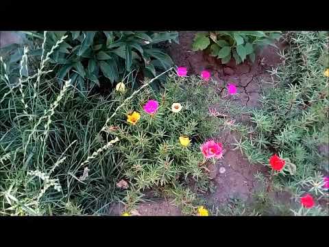 Video: Large-flowered Purslane