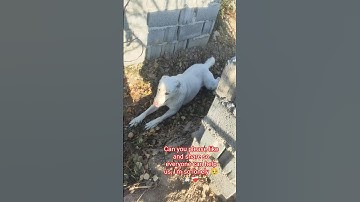 I love you my friends ♥️#dogs #shorts #puppy #dog #cutedog #doglife #viraldog #animals #pets #sad