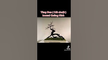 Cây Tùng Đen ( cứt chuột ) quảng ninh