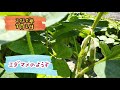 まる芽ちゃんの農園観察記17 枝豆の様子とミニトマトの収穫