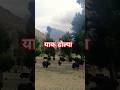 #shorts_video #travel #dolpa #ytshortsvideo #yankees  #mountains #naturelovers #naturalbeauty #short