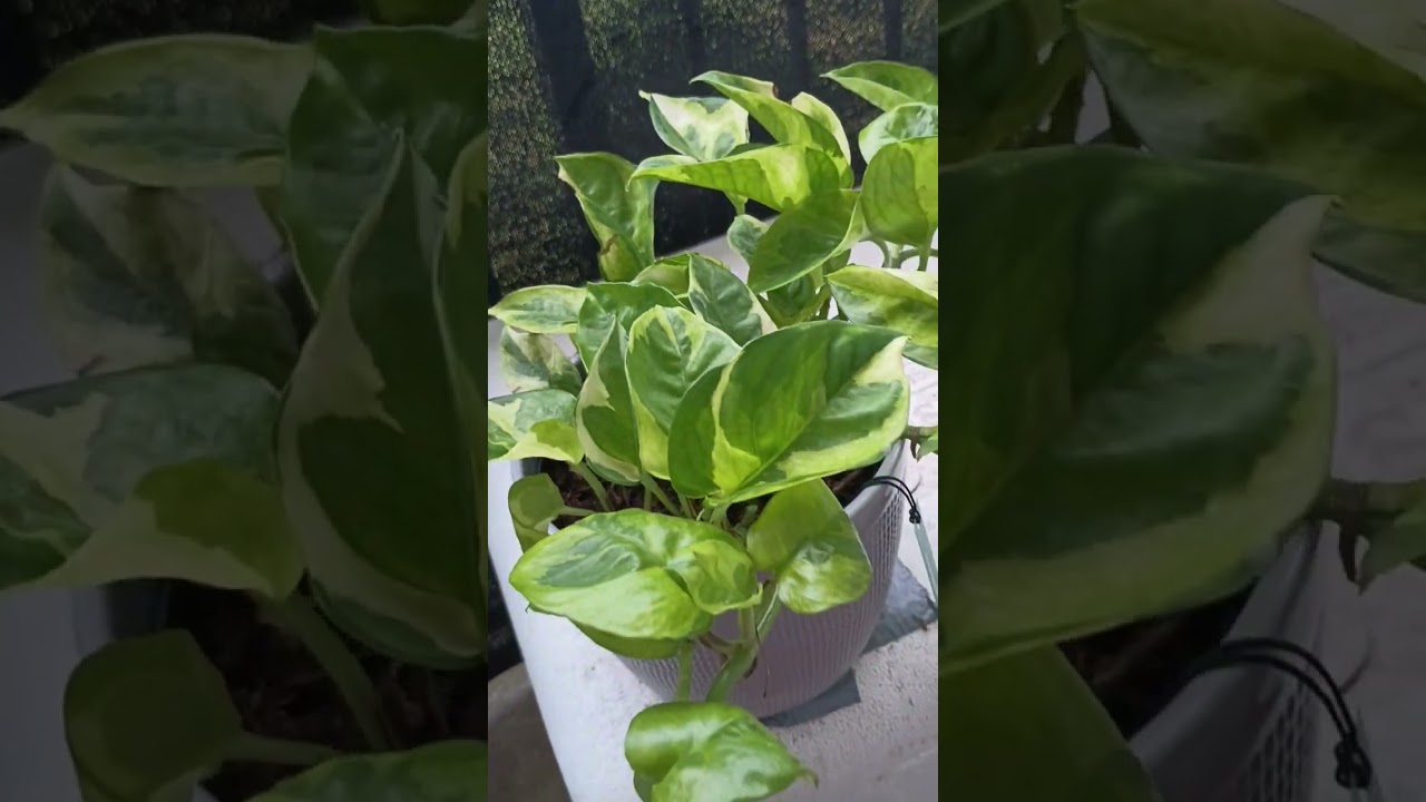 lemon meringue Pothos
