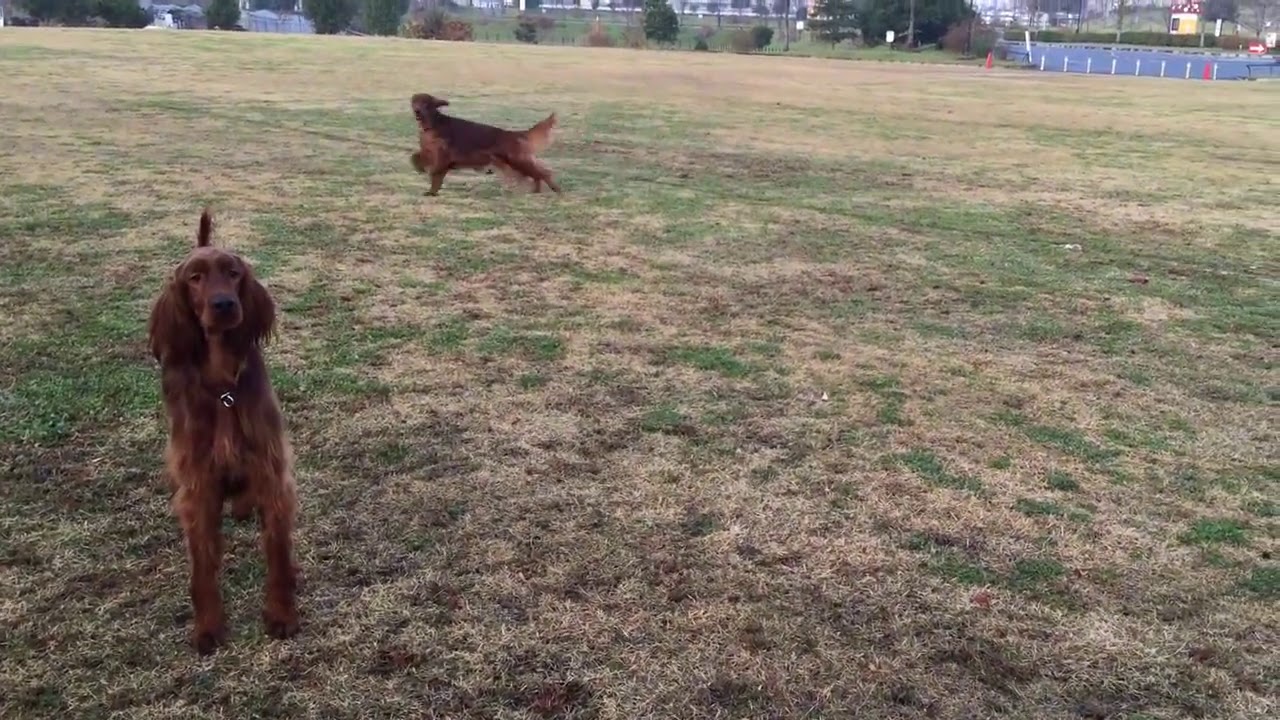 Irish Setter to train the legs YouTube