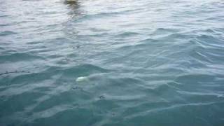 MACKEREL HUNT.wmv