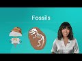 Unearthing Fossils and Their Role in Earth's History