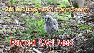 2019 Ottawa Wild Bird Care Center Barred Owl nest