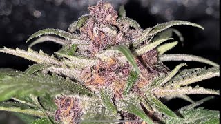 PURPLE KUSK AUTOFLOWER CROP KING SEEDS GAIA GREEN 1.5 gallon pot harvest day soon spider farmer