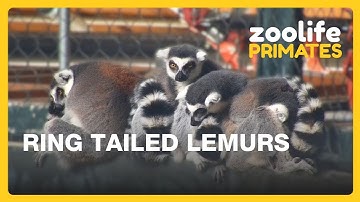 Zoolife Primates 🐒 | What Have the Ring-Tailed Lemurs Been Up To Recently?