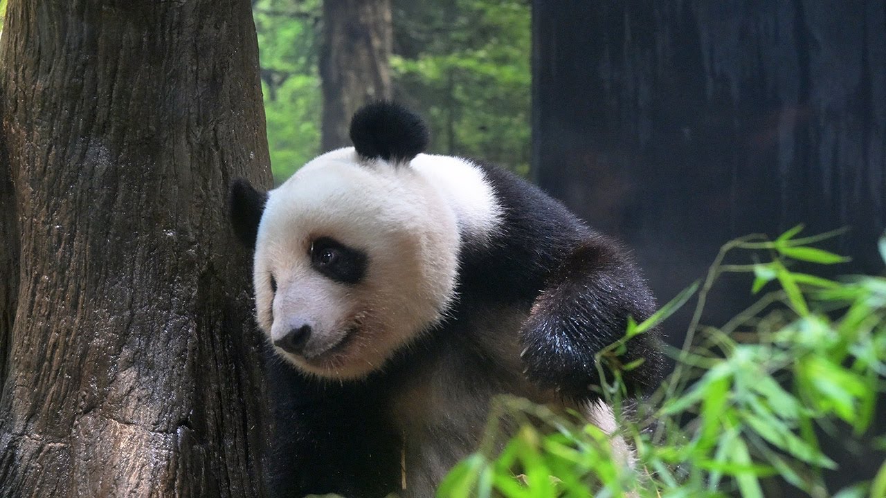 2025.06.27 今日のパンダ（3881日目）[8K] - YouTube