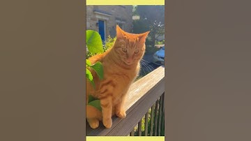 A cat lost its catched prey when a car horned loudly.....