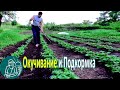 🍅 Окучивание картофеля  | Технология выращивания Гордеевых