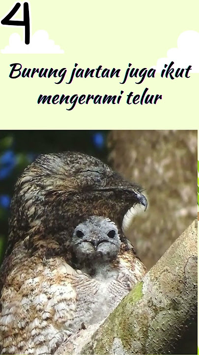 5 FAKTA UNIK BURUNG GREAT POTOO