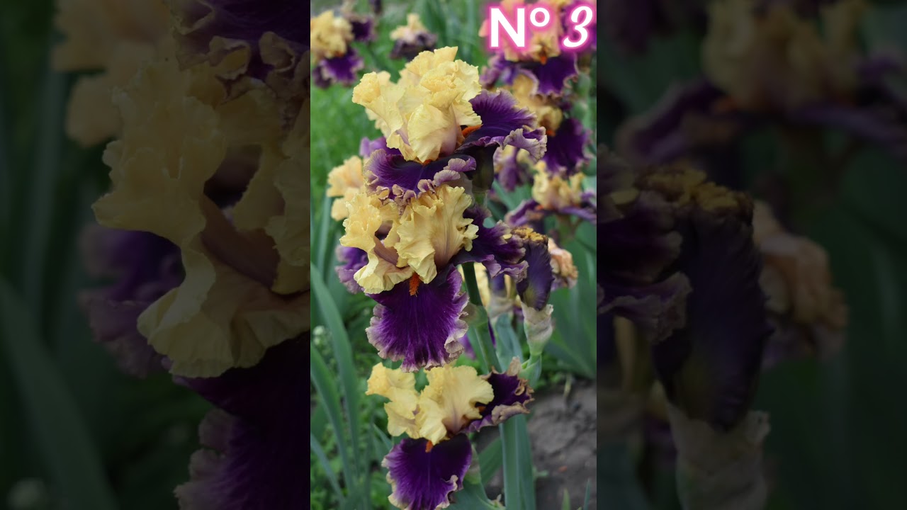 #iris