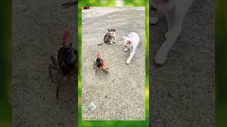 Wait for it... Crab vs. Kittens! 🦀🐾 Epic standoff! #shorts #funny #cats #crab