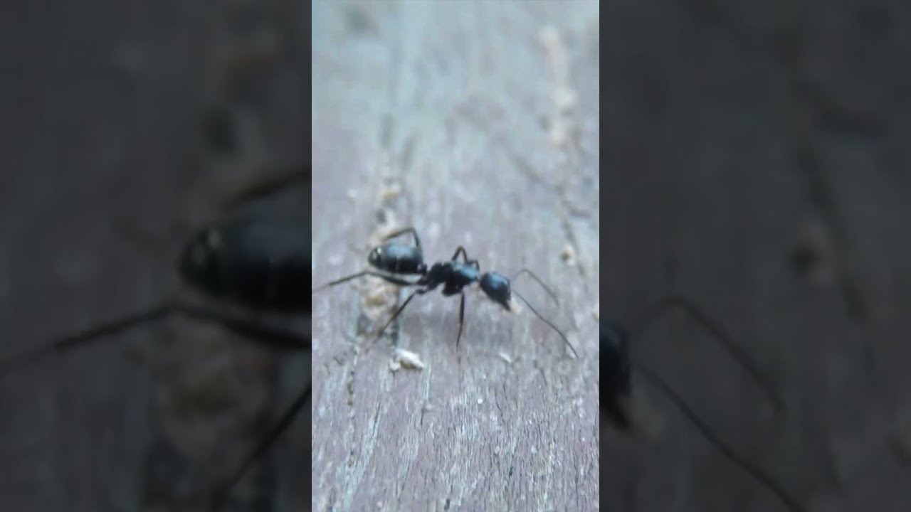 Can Carpenter Ants Damage Pressure Treated Wood 