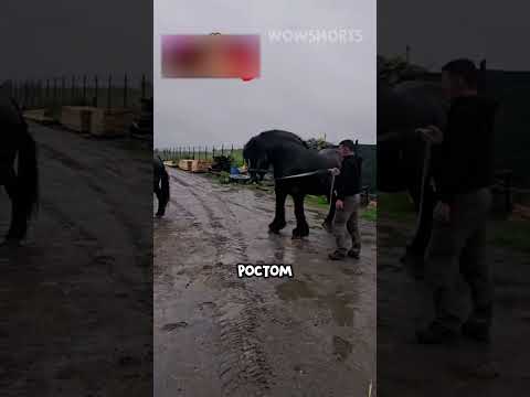 Самая большая лошадь в мире 😦🐎